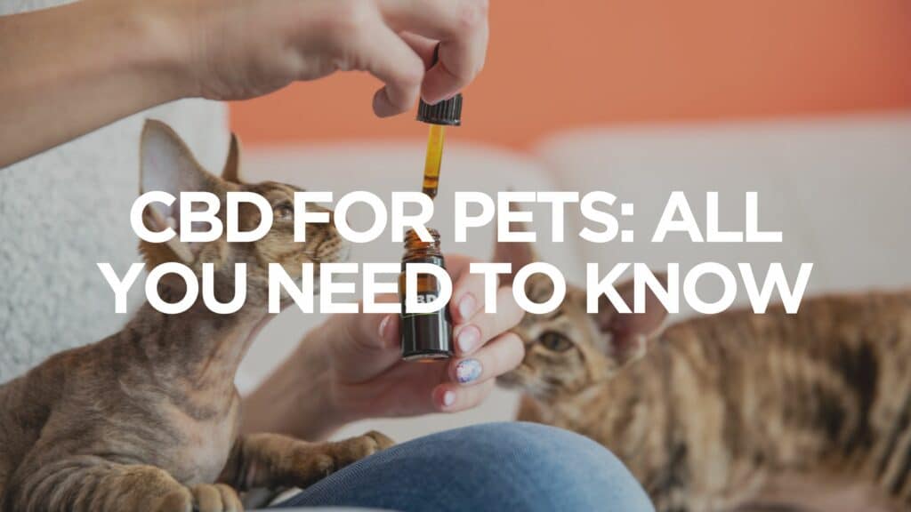 Cbd For Pets All You Need To Know