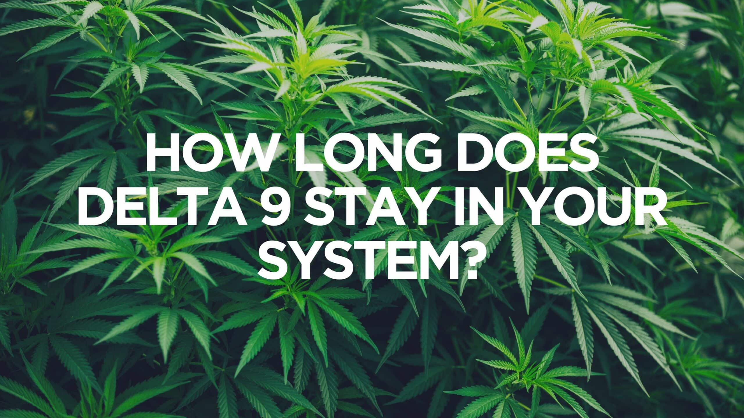 How Long Does Delta-9 Stay in Your System