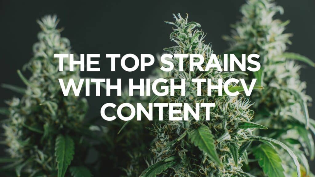 The Top Strains With High Thcv Content