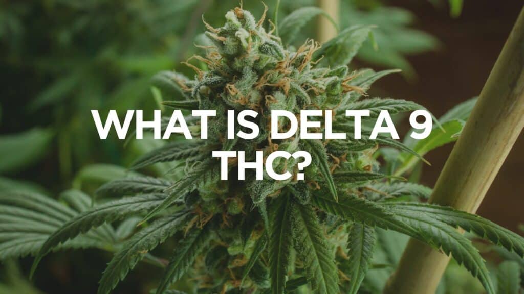 What Is Delta 9 Thc