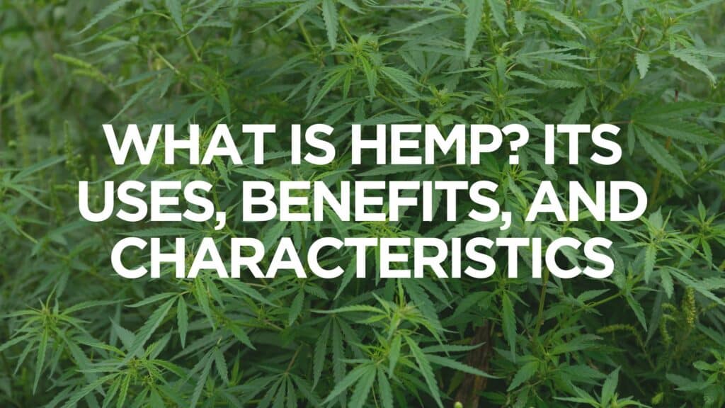 What Is Hemp Its Uses Benefits And Characteristics