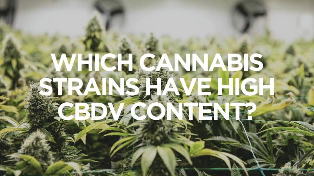 Which Cannabis Strains Have High Cbdv Content