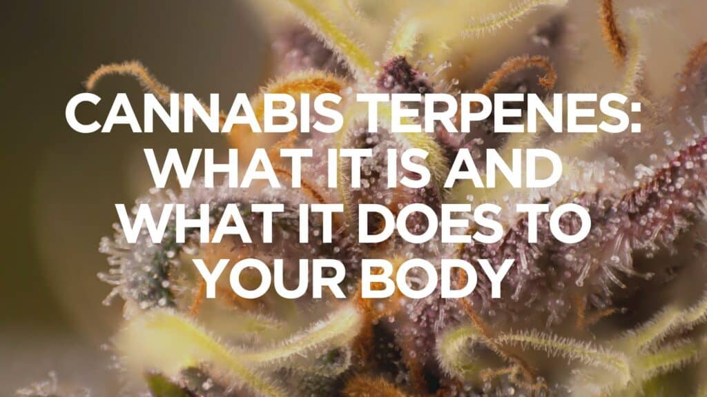 Cannabis Terpenes What It Is And What It Does To Your Body