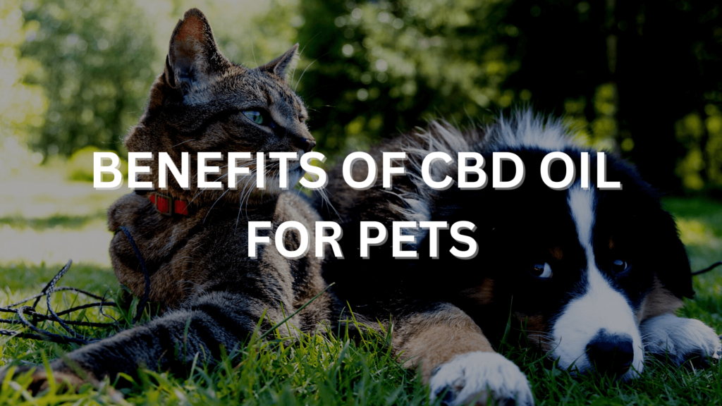 Benefits Of Cbd Oil For Pets