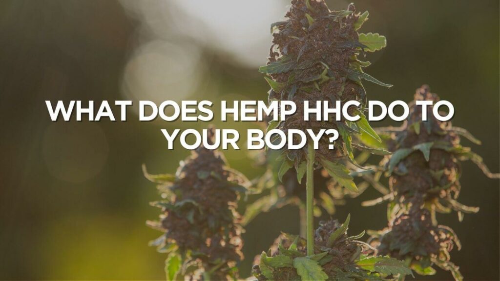 What Does Hemp Hhc Do To Your Body