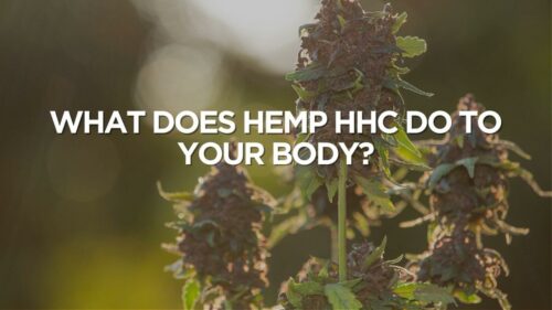What Does Hemp Hhc Do To Your Body