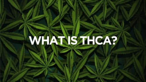 What Is Thca