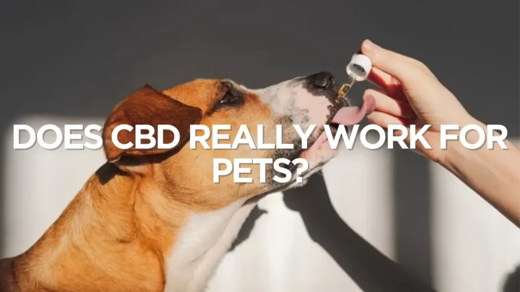 Does Cbd Really Work For Pets