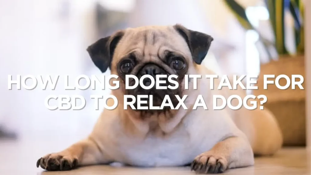How Long Does It Take For Cbd To Relax A Dog